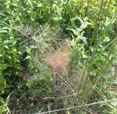 Bronze Fennel and Wild Onions